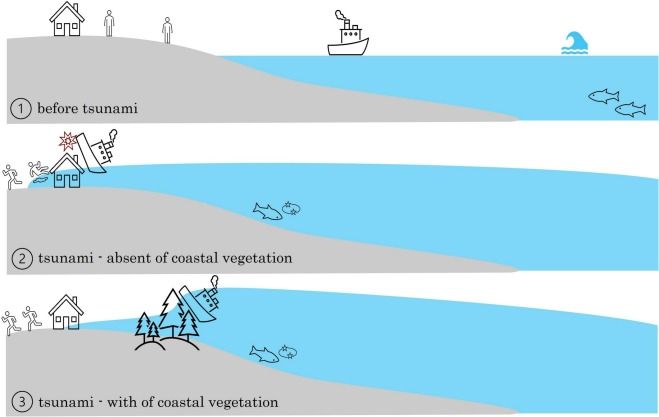 Efecto de la presencia/ausencia de vegetación costera ante un tsunami [2]