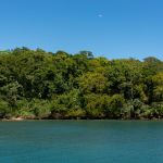 Tsunamis y arbolado urbano: una defensa natural